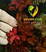 ⁦Ludwigia palustris "Super Red"لودجيا سوبر ريد مينى⁩ - الصورة ⁦2⁩