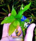 ⁦Microsorum pteropus جافا فيرن⁩ - الصورة ⁦10⁩