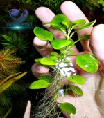 ⁦Lobelia Cardinalis لوبيليا كاردنالس⁩ - الصورة ⁦6⁩