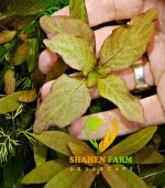 ⁦Ludwigia ovalis لودجيا اوفاليس اورانج⁩ - الصورة ⁦4⁩