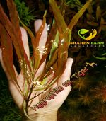 Hygrophila polysperma "Tiger"هيجروفيليا تايجر - الصورة 4