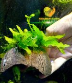 ⁦Microsorum pteropus جافا فيرن⁩ - الصورة ⁦11⁩