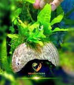 ⁦Microsorum pteropus جافا فيرن⁩ - الصورة ⁦2⁩