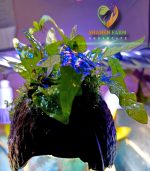 ⁦Microsorum pteropus جافا فيرن⁩ - الصورة ⁦12⁩