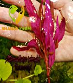 Alternanthera reineckii "Rosaefolia" النتيرا روزفوليا - الصورة 7