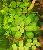 ⁦Lobelia Cardinalis لوبيليا كاردنالس⁩ - الصورة ⁦5⁩