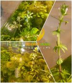 ⁦Limnophila sessiliflora سيسفلورا⁩ - الصورة ⁦9⁩
