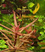 Nesaea crassicaulis vs ammania gracilis أمنيا و نياسا - الصورة 12