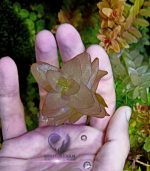 ⁦Bacopa caroliniana باكوبا كارولينا⁩ - الصورة ⁦3⁩