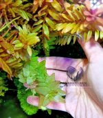 ⁦Bacopa caroliniana باكوبا كارولينا⁩ - الصورة ⁦4⁩