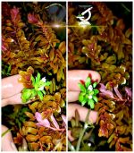 Rotala Blood Red روتالا بلد ريد - الصورة 4
