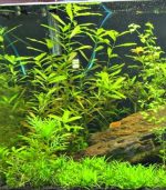 ⁦Hygrophila polysperma هيجروفليا بوليسبيرما⁩ - الصورة ⁦7⁩