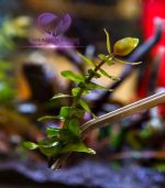 ⁦Bacopa caroliniana باكوبا كارولينا⁩ - الصورة ⁦9⁩