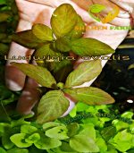 Ludwigia ovalis لودجيا اوفاليس اورانج