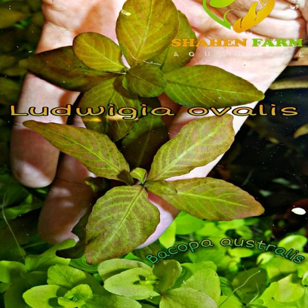 Ludwigia ovalis لودجيا اوفاليس اورانج