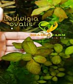 ⁦Ludwigia ovalis لودجيا اوفاليس اورانج⁩ - الصورة ⁦6⁩