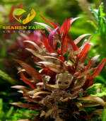 Alternanthera reineckii "Rosaefolia" النتيرا روزفوليا - الصورة 11