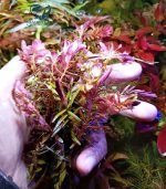 ⁦Rotala H.A.R VIETNAM روتالا فيتنام⁩ - الصورة ⁦14⁩