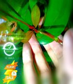 ⁦Hygrophila corymbosa ''stricta'' هيجروفليا جاينت⁩ - الصورة ⁦2⁩