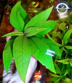 ⁦Hygrophila corymbosa ''stricta'' هيجروفليا جاينت⁩ - الصورة ⁦3⁩