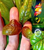 ⁦Hygrophila corymbosa ''stricta'' هيجروفليا جاينت⁩ - الصورة ⁦4⁩