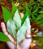 ⁦Hygrophila corymbosa ''stricta'' هيجروفليا جاينت⁩ - الصورة ⁦5⁩