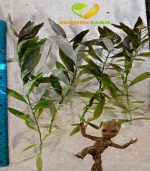 ⁦Hygrophila polysperma هيجروفليا بوليسبيرما⁩ - الصورة ⁦8⁩