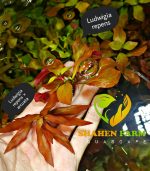⁦Ludwigia Red Leaf لودجيا نارو ليف⁩ - الصورة ⁦14⁩