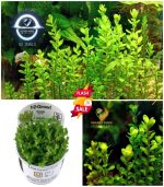 Rotala indica Bonsai روتالا بونساى - الصورة 11