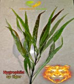Hygrophila polysperma "Tiger"هيجروفيليا تايجر - الصورة 5