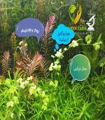 ⁦Rotala H.A.R VIETNAM روتالا فيتنام⁩ - الصورة ⁦11⁩