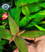 ⁦Hygrophila corymbosa ''stricta'' هيجروفليا جاينت⁩ - الصورة ⁦6⁩