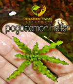 ⁦Pogostemon helfer بوجستيمون هيلفرى⁩ - الصورة ⁦2⁩