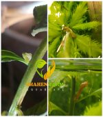 Marsh mermaidweed مرميد ويد - الصورة 11