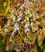 ⁦Rotala rotundifolia روتالا روتنديفوليا بينك⁩ - الصورة ⁦8⁩