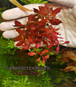 ⁦Ludwigia palustris "Super Red"لودجيا سوبر ريد مينى⁩ - الصورة ⁦3⁩