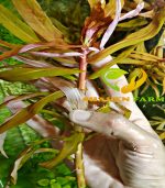 Nesaea crassicaulis vs ammania gracilis أمنيا و نياسا - الصورة 13