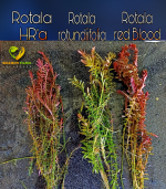 ⁦Rotala rotundifolia روتالا روتنديفوليا بينك⁩ - الصورة ⁦10⁩
