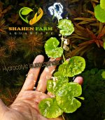 ⁦Hydrocotyle leucocephala هيدروكتيل ليكوفالا⁩ - الصورة ⁦8⁩