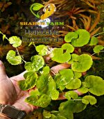 ⁦Hydrocotyle leucocephala هيدروكتيل ليكوفالا⁩ - الصورة ⁦9⁩