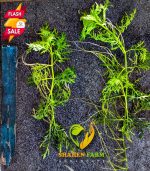 ⁦Hygrophila difformis هيجروفيليا ديفورمس⁩ - الصورة ⁦5⁩