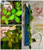 ⁦Ludwigia ovalis لودجيا اوفاليس اورانج⁩ - الصورة ⁦8⁩