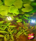 ⁦Nymphoides hydrophylla تايوان لوتس⁩ - الصورة ⁦2⁩