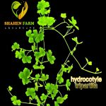 Hydrocotyle cf. Tripartita هيدروكتيل تريبلتيتا