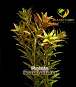 ⁦Rotala rotundifolia روتالا روتنديفوليا بينك⁩ - الصورة ⁦9⁩