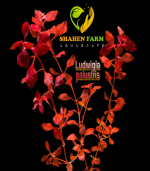 ⁦Ludwigia palustris "Super Red"لودجيا سوبر ريد مينى⁩ - الصورة ⁦4⁩