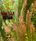 Rotala H.A.R VIETNAM روتالا فيتنام