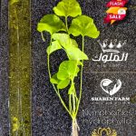 Nymphoides hydrophylla تايوان لوتس