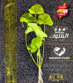 Nymphoides hydrophylla تايوان لوتس