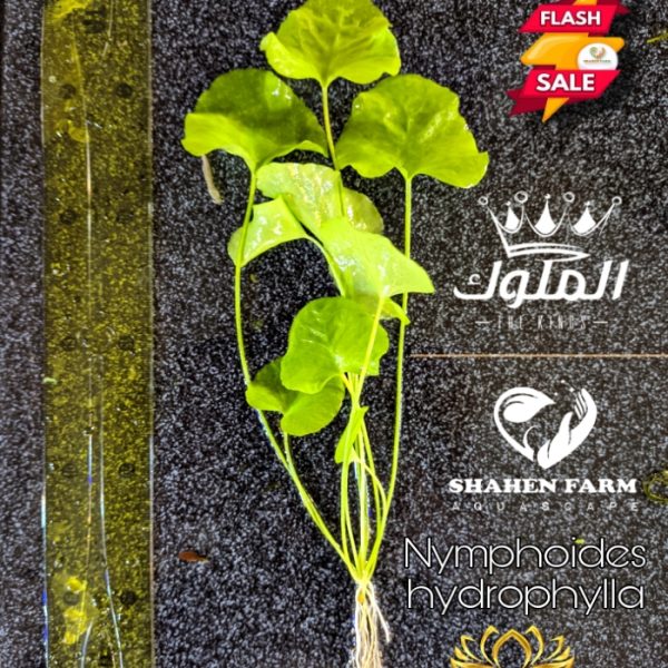 Nymphoides hydrophylla تايوان لوتس